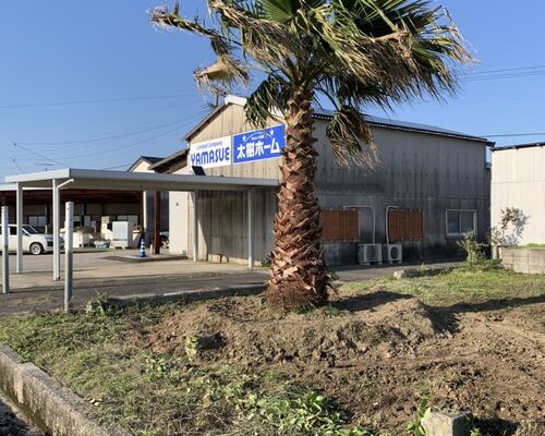 ヤシ③